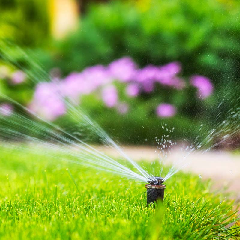 water from a grass sprinkler