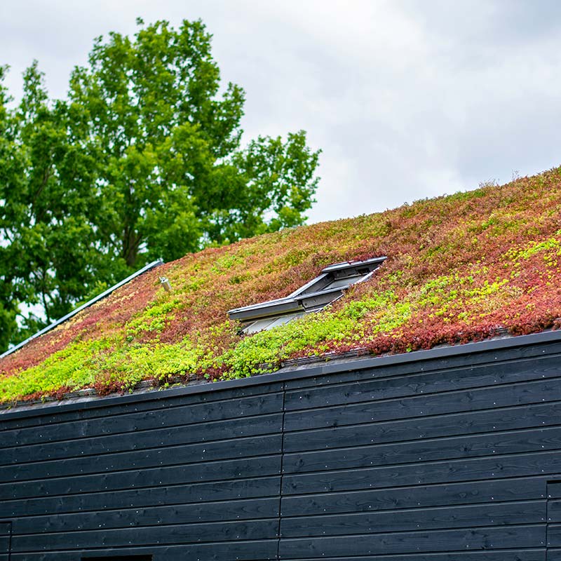 grass roof