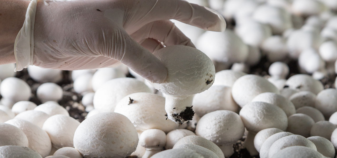 Mushroom Harvesters Berks County Farms The Companies, Inc.